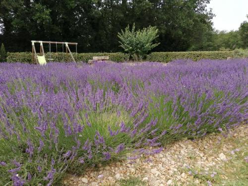 a field of purple lavender with a swing at Le mas du Four a Chaux in Gordes
