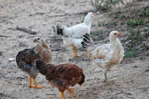 カントリーハウスの敷地内または近くにいる動物