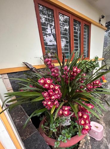 a potted plant with pink flowers in front of a window at Khách sạn Vĩnh Lộc in Lao Cai