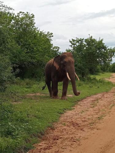 an elephant standing on the side of a dirt road at Wilpattu Green Cabin in Achchamulai