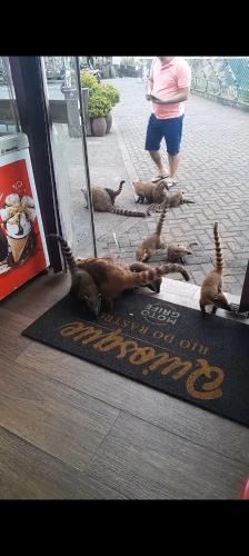 a group of cats on a rug in front of a door at Casa do Camilo in Louro Müller