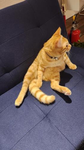 an orange cat laying on a blue couch at Guest House Inawashiro~Hanbog~ in Inawashiro