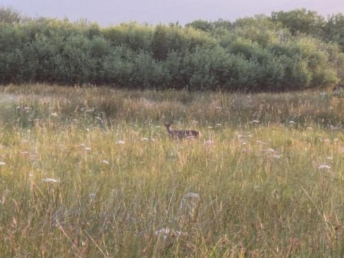 a deer standing in a field of tall grass at Scorrybreac B&B in Broadford