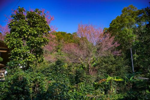 a group of trees with purple leaves on them at ปางสูงเฮาส์ pangsung house บ้านมินิ เหลือง in Ban Pang Bo Hu Bon