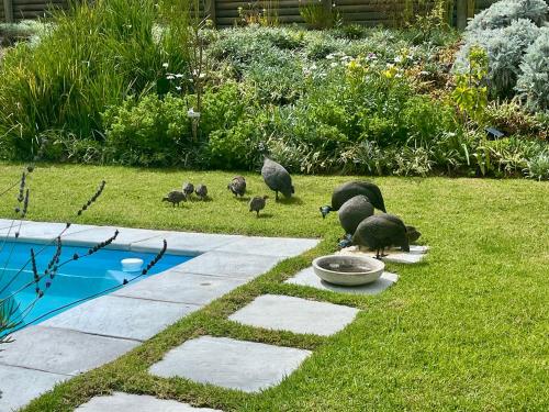 a group of birds standing around in the grass at The Lily Suite in Plettenberg Bay
