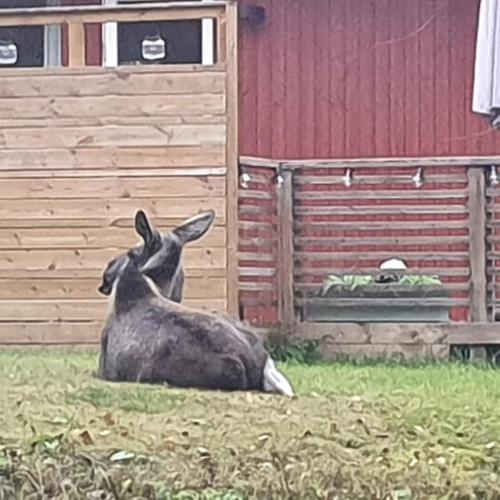 a donkey sitting in the grass next to a barn at Henar Bed & Breakfast in Gävle