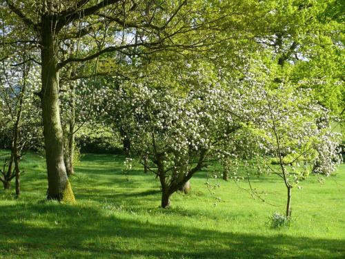 a group of trees with white flowers in a field at The Larches Ledbury in Ledbury