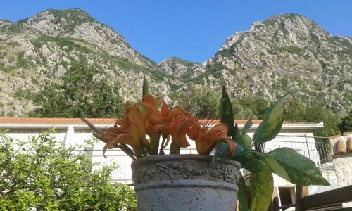 Gallery image of Apartments in Rustic House in Risan