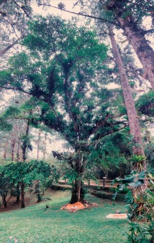 a large tree in the middle of a field at Jungle Lodge Santis Panama in Bajo Grande