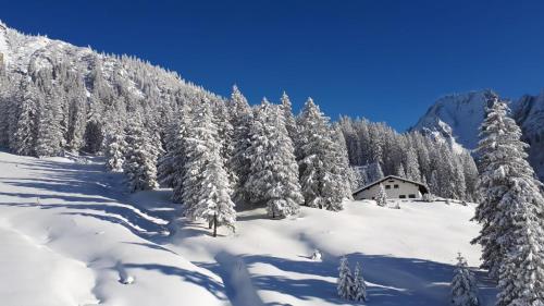 a snow covered forest with a house in the distance at Bettina in Ehrwald