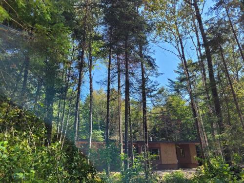 a cabin in the middle of a forest at Nomi Resort in Harcourt