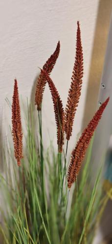 a group of tall plants in front of a wall at Old Town & New Style in Pécs