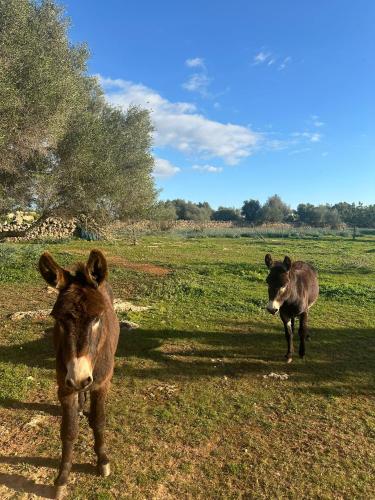 two cows standing in a field of grass at Agroturismo Finca Son Pieras in Llucmajor