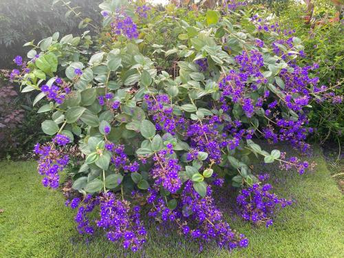 a bunch of purple flowers in a garden at CASA DEL LAGO in Cachí