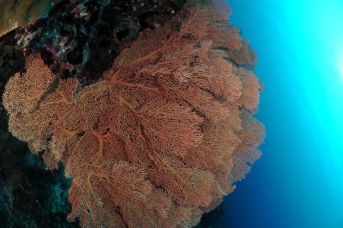 a close up of a large orange object in the ocean at Dive Villa One Ocean in Gemanafushi