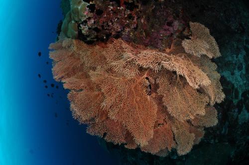 an image of a coral reef in the ocean at Dive Villa One Ocean in Gemanafushi