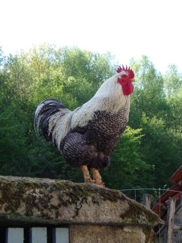 a chicken standing on top of a fence at Petite Ferme d'Autrefois in Saint-Georges-Nigremont