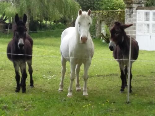 trois chevaux debout dans un champ à côté d'une clôture dans l'établissement B&B - Petite Ferme d'Autrefois, à Saint-Georges-Nigremont
