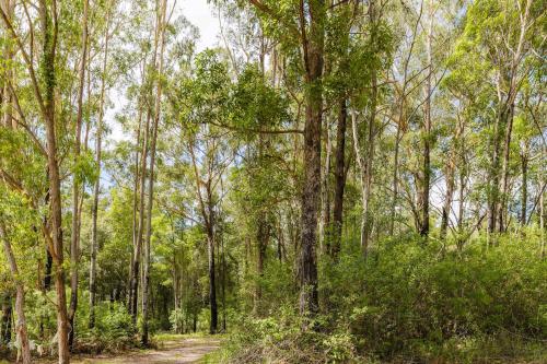 a dirt road through a forest with trees at Schlaraffenland 1 by Tiny Away in Chatsworth Island