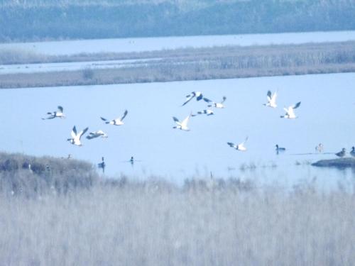 a flock of birds flying over a body of water at Villetta Logonovo in Lido di Spina