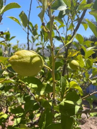 a lemon tree with a bunch of green fruit at Casa Rocas Private Pool with swimjet! in Comares