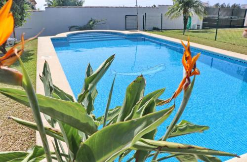 una planta con flores naranjas junto a una piscina en Bungalow Ramos, en Conil de la Frontera