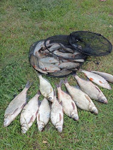 a group of fish laying on the grass next to a net at Siedlisko Sapunki dom z duszą rybaka na Warmii in Bogdany