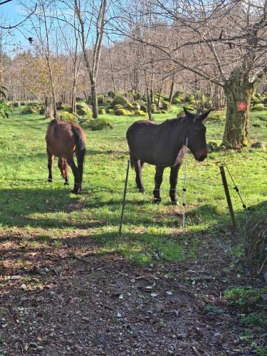 two horses standing in a field near a tree at B&B Maison Colette Valgorge in Valgorge