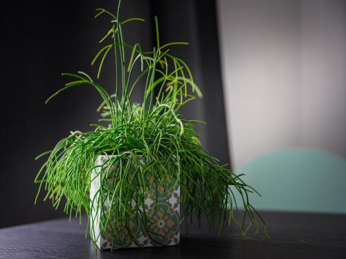 a green plant in a pot on a table at La Clef des Franches in Saignelégier