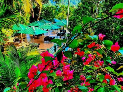 Zahrada ubytování Rainforest Lodge, Deniyaya singheraja