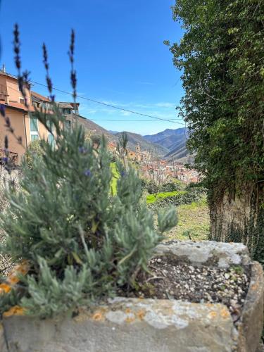 a plant in a stone planter with buildings in the background at Rifugio di Rezzo in Rezzo