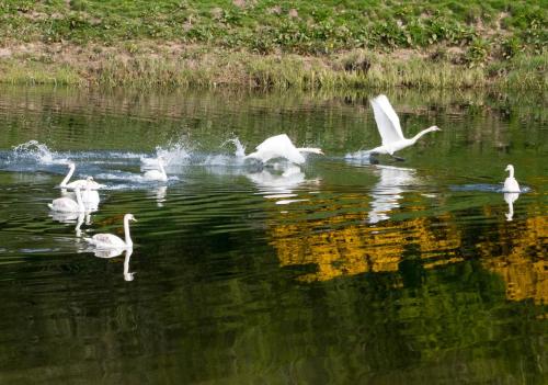 a group of white birds swimming in the water at Fisher Arms Community Pub in Horncliffe