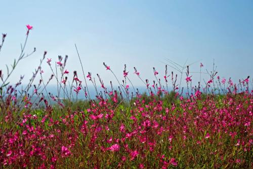a field of pink flowers in a field of grass at Enastron Villas in Kyparissia