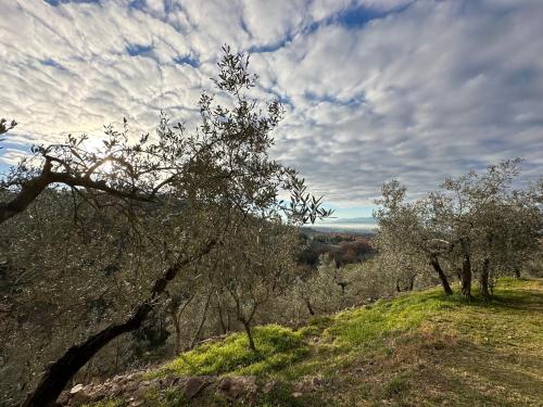a group of trees on a hill with a cloudy sky at Spello Sant'Onofrio in Spello