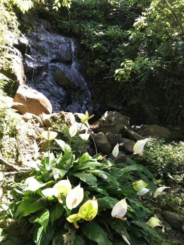 a group of white flowers in front of a waterfall at Sitio Holistico Natureza Sanadora in Morro Reuter