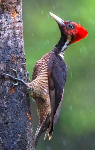 a bird standing on the side of a tree at Finca Quietud in Tarcoles