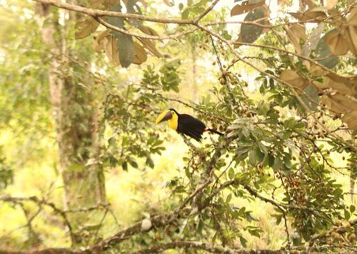 a black and yellow bird sitting on a tree branch at Rincón Sereno San Carlos in La Marina