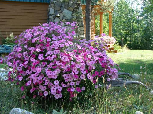 a bunch of purple flowers sitting on a bench at Mica Mountain Lodge & Log Cabins in Tete Jaune Cache