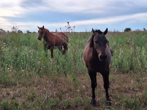 two horses standing in a field of tall grass at San Ignacio cattle farm Magdalena Buenos Aires in Estación Ignacio Correas