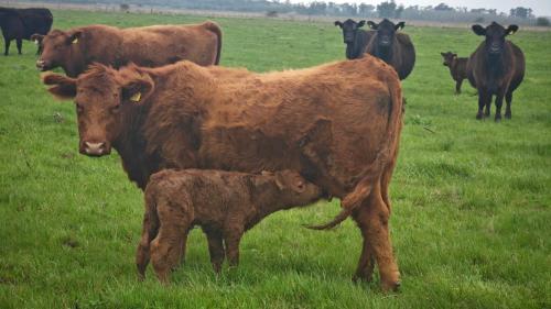 a group of cows standing in a field at San Ignacio cattle farm Magdalena Buenos Aires in Estación Ignacio Correas