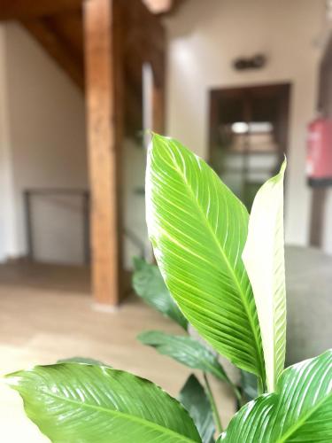 a green plant with large green leaves in a room at Fábrica de Harinas La Gloria in San Millán de la Cogolla