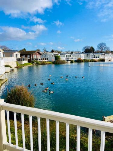a group of ducks swimming in a lake with houses at Lakeside mini lodge in Saint Osyth