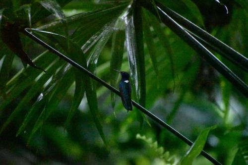 Fotografie z fotogalerie ubytování Sunshine Sanctuary Boutique Jungle Lodge v destinaci Montezuma