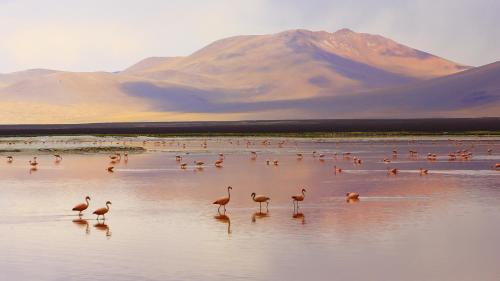 a flock of birds standing on a beach with a mountain at Ammoudeli Beach Apartments in Plomarion