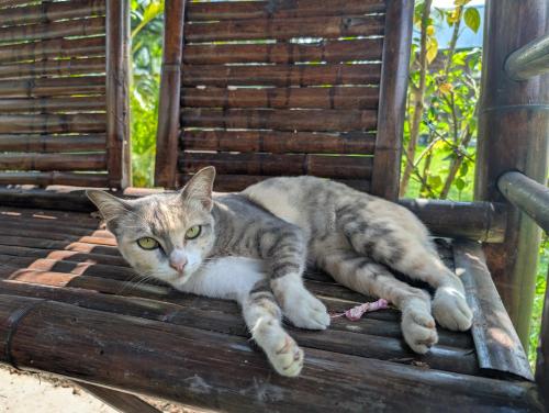 a gray and white cat laying on a wooden bench at Tao Life Center in Ban Mae Khon