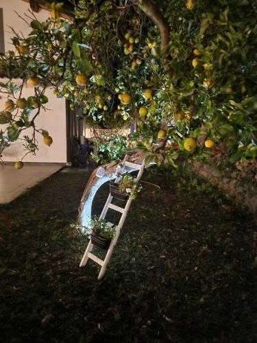 a ladder with plants on it under an orange tree at Villa Luigi in Valverde