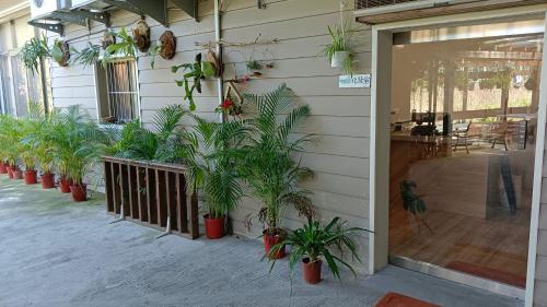 a group of potted plants on the side of a building at Jia's Homestay in Lugu