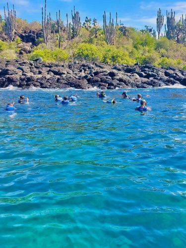 a group of people swimming in the blue water at Diver's Den Casa en renta en Puerto Ayora , Islas Galapagos in Puerto Ayora