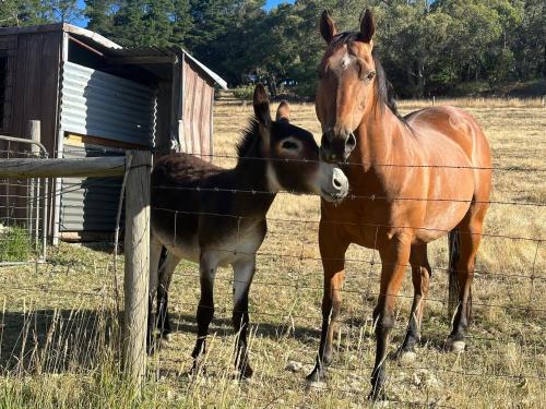 a couple of horses standing next to a fence at Little creek farm stay in Norton Summit