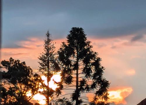 a silhouette of a tree with the sunset in the background at Morpho Casa Vacacional in Fortuna